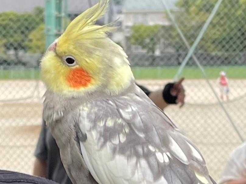 保護された鳥 保護された鳥