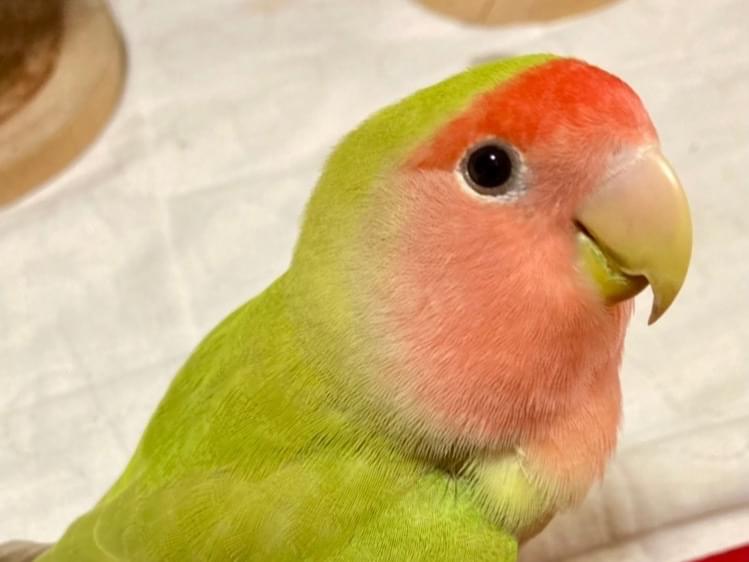 チャッピーちゃん チャッピーちゃん