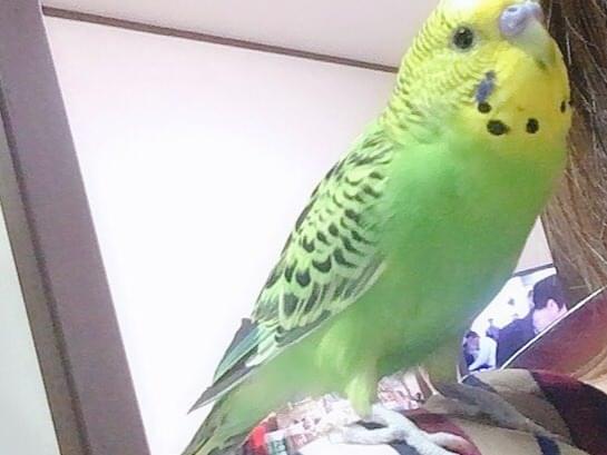 えだまめちゃん えだまめちゃん