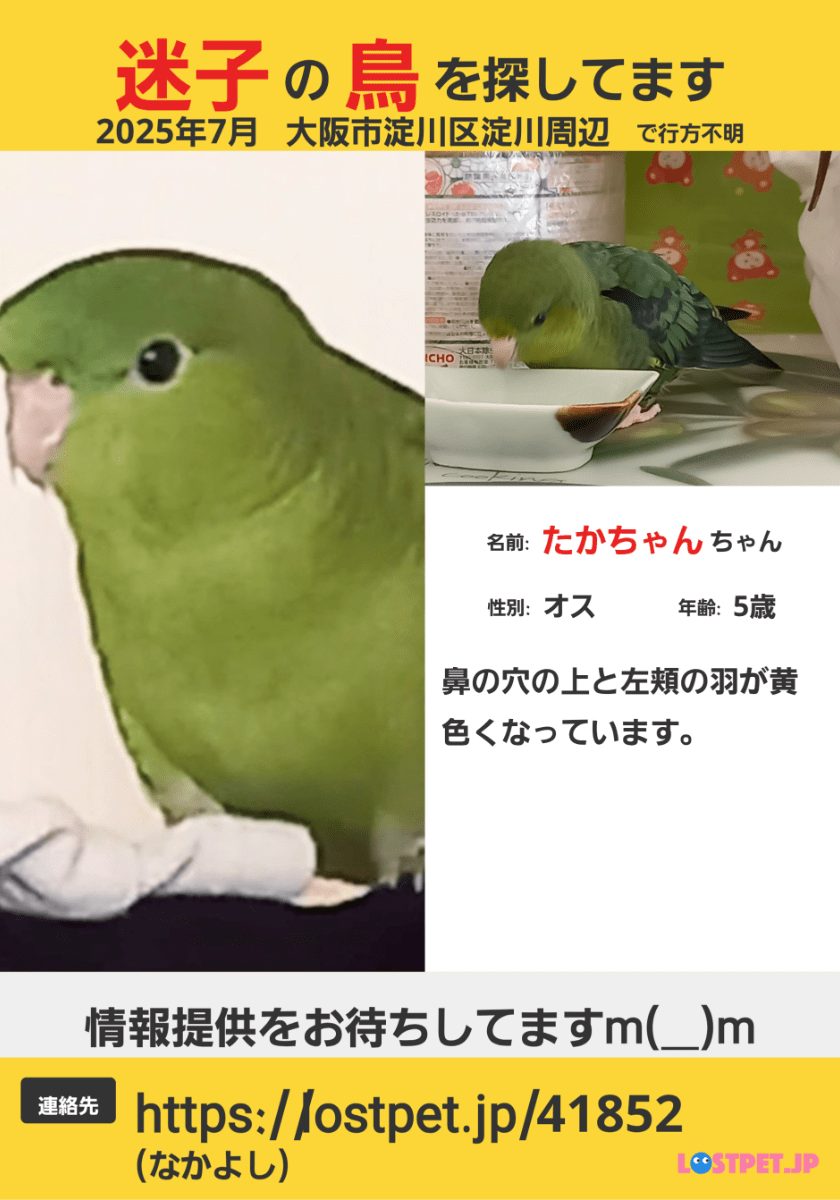 緑色のサザナミインコを探しています。