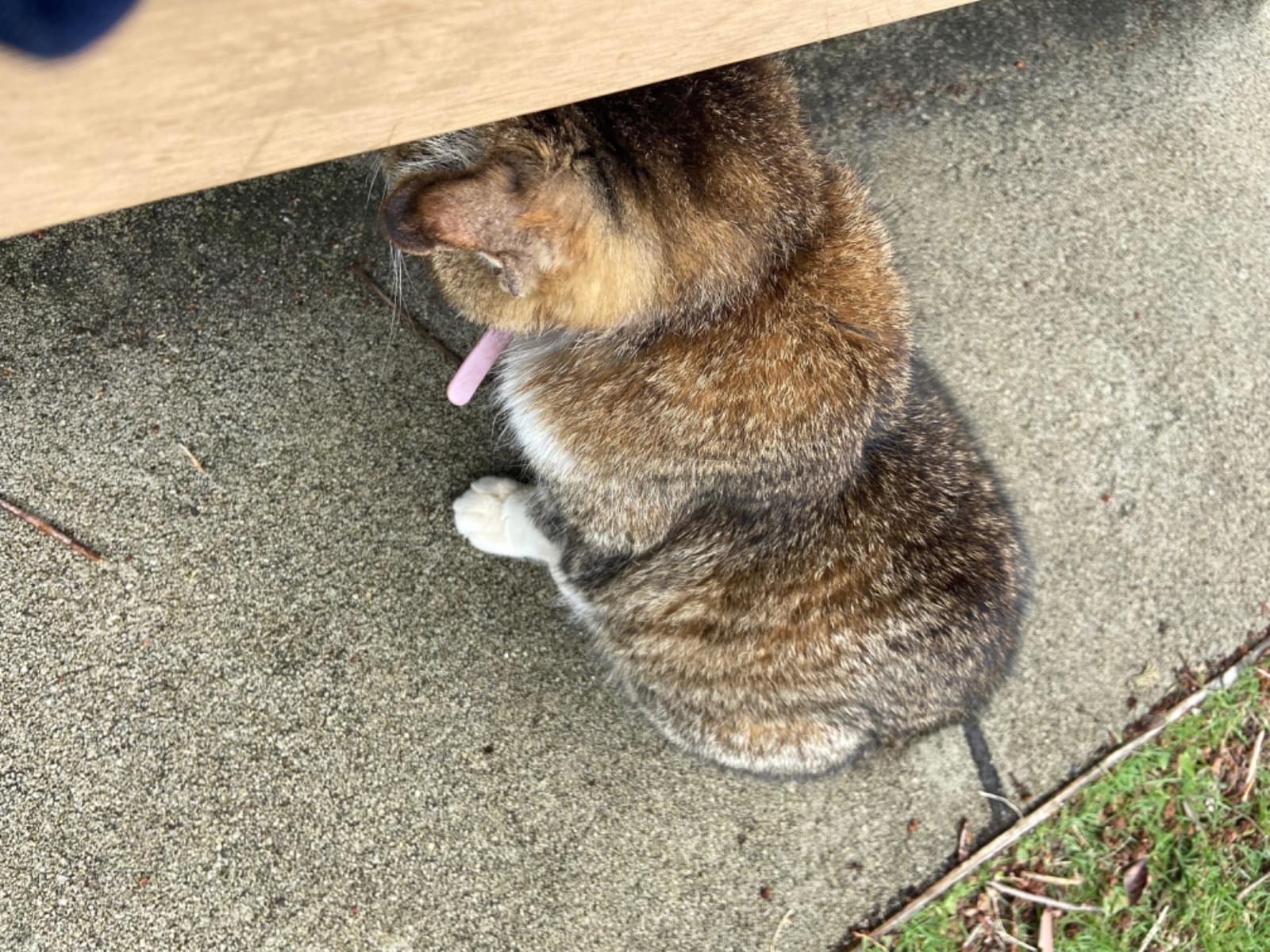 目撃された猫 目撃された猫