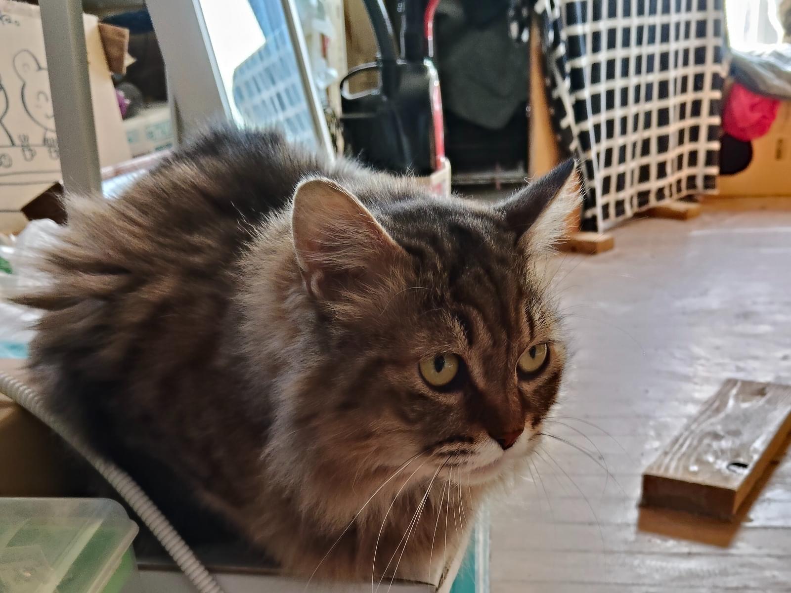 もふちゃん もふちゃん