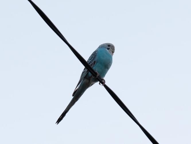 目撃された鳥 目撃された鳥