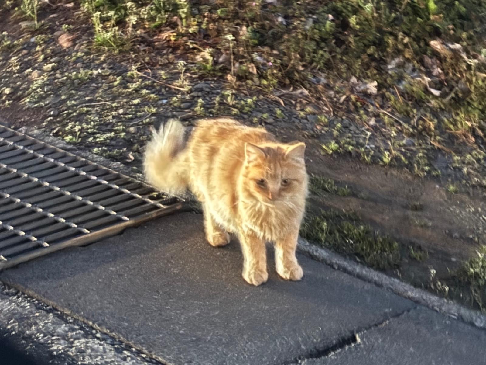 目撃された猫 目撃された猫