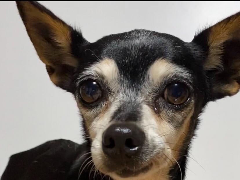 保護された犬 保護された犬