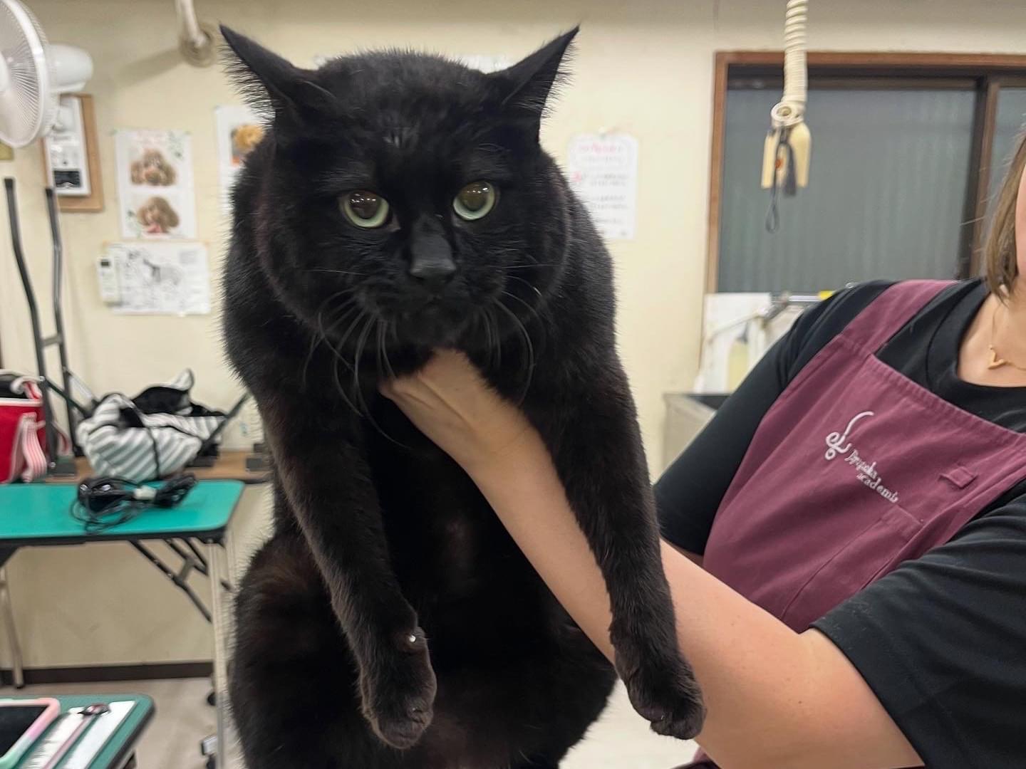 フォルちゃん フォルちゃん