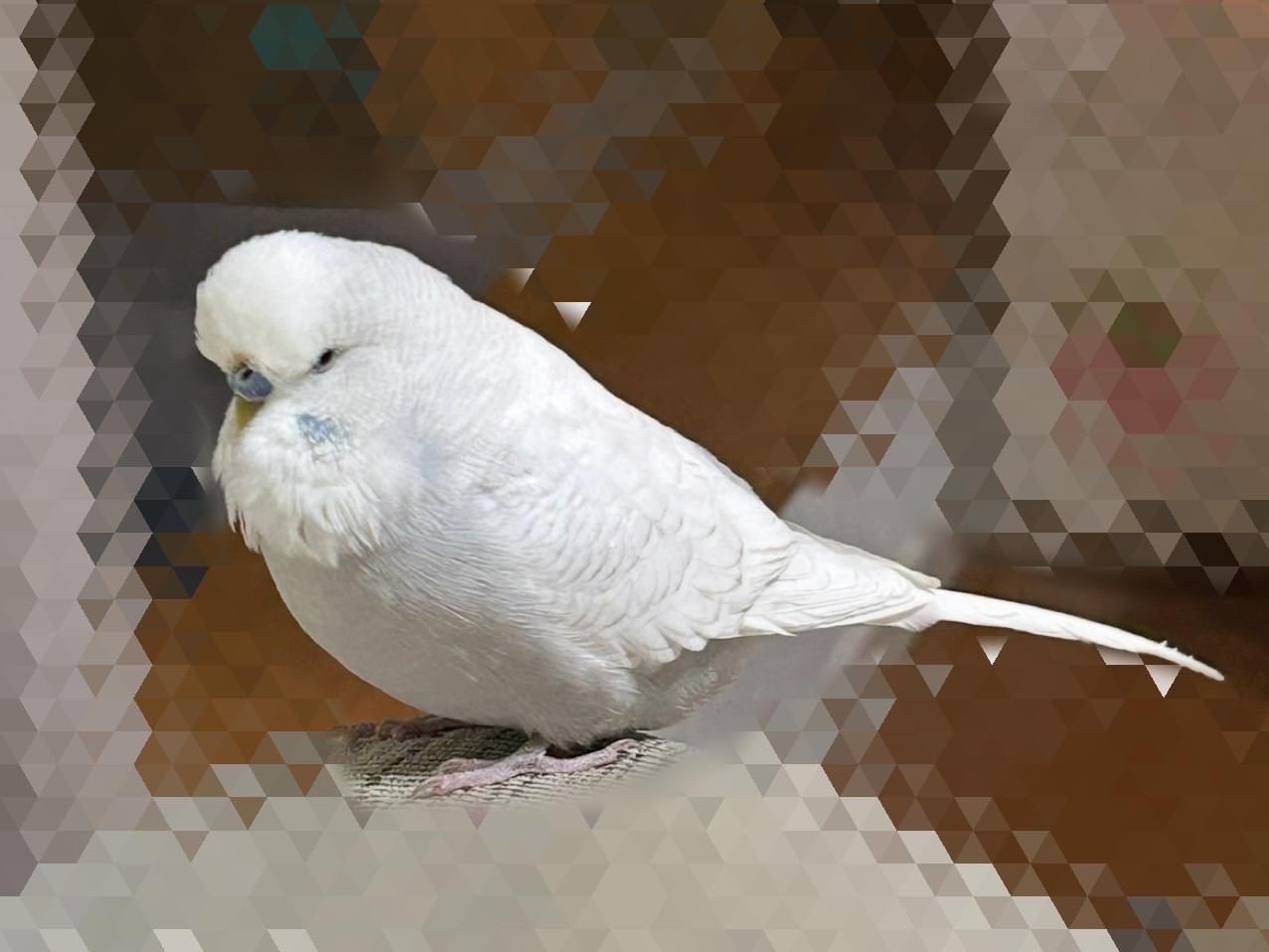 あめちゃん あめちゃん