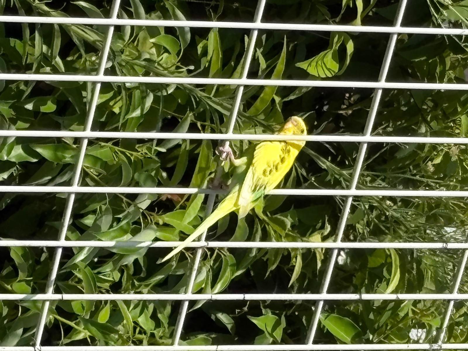 目撃された鳥 目撃された鳥