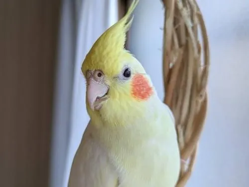 オカメインコを探しています