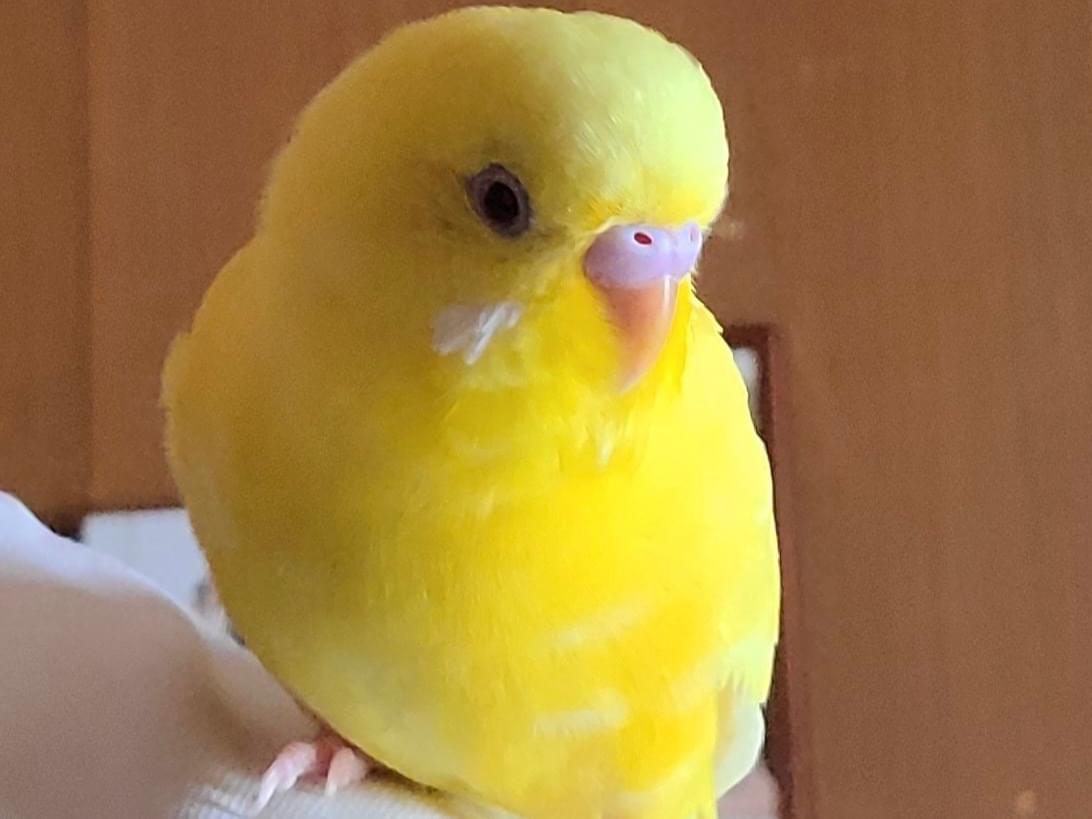 ふーちゃん ふーちゃん