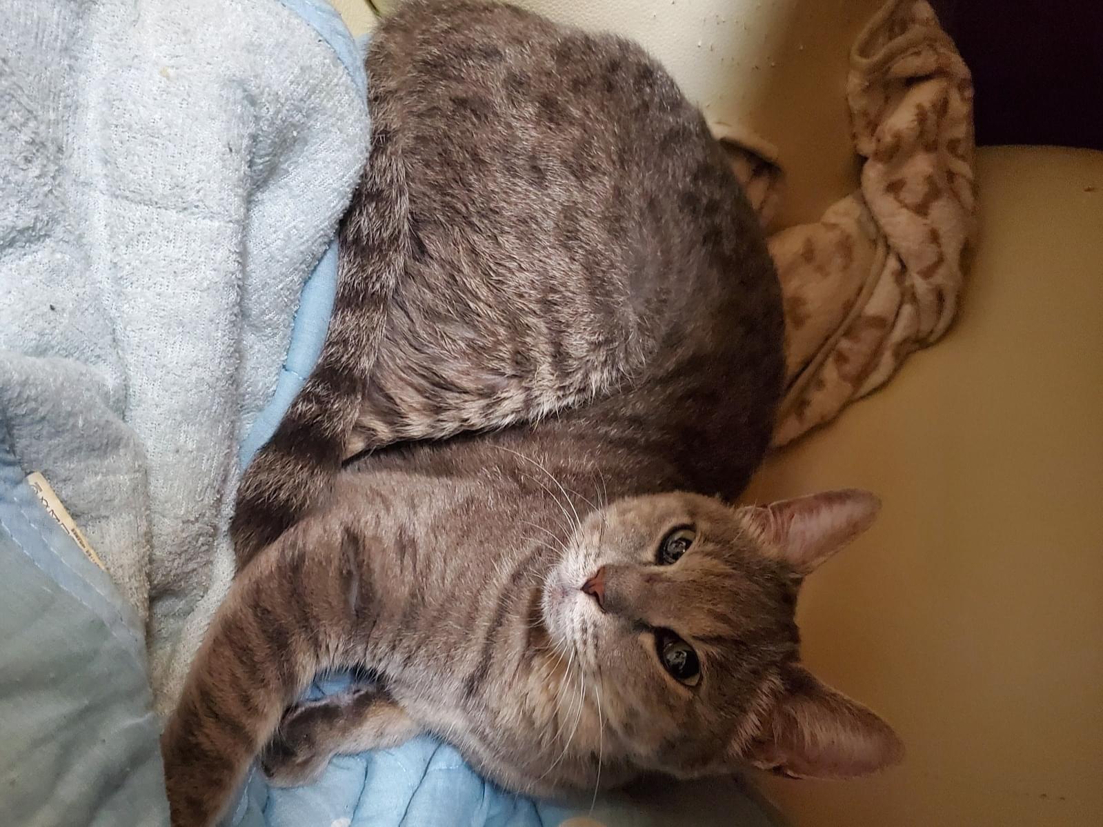 保護された猫 保護された猫