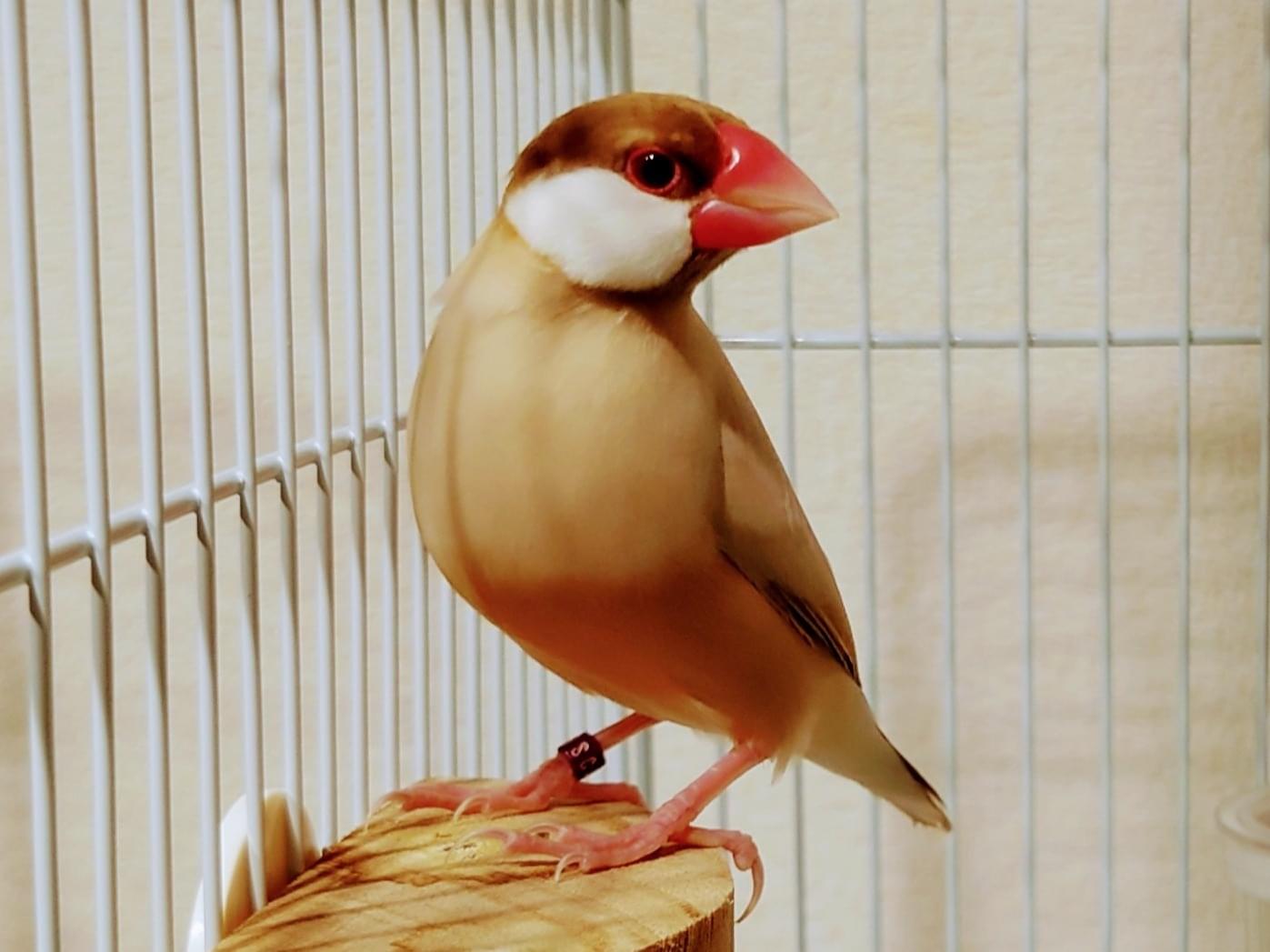 チャイちゃん チャイちゃん