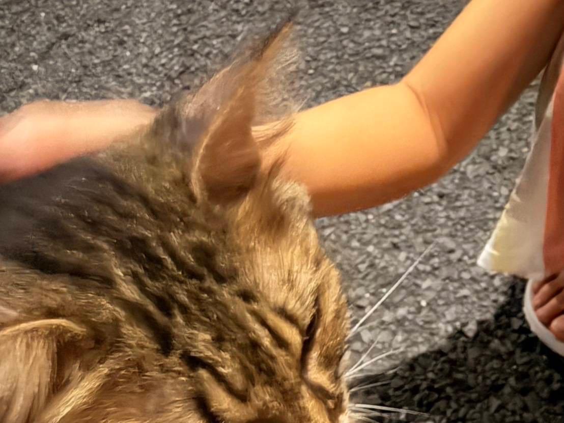 目撃された猫 目撃された猫