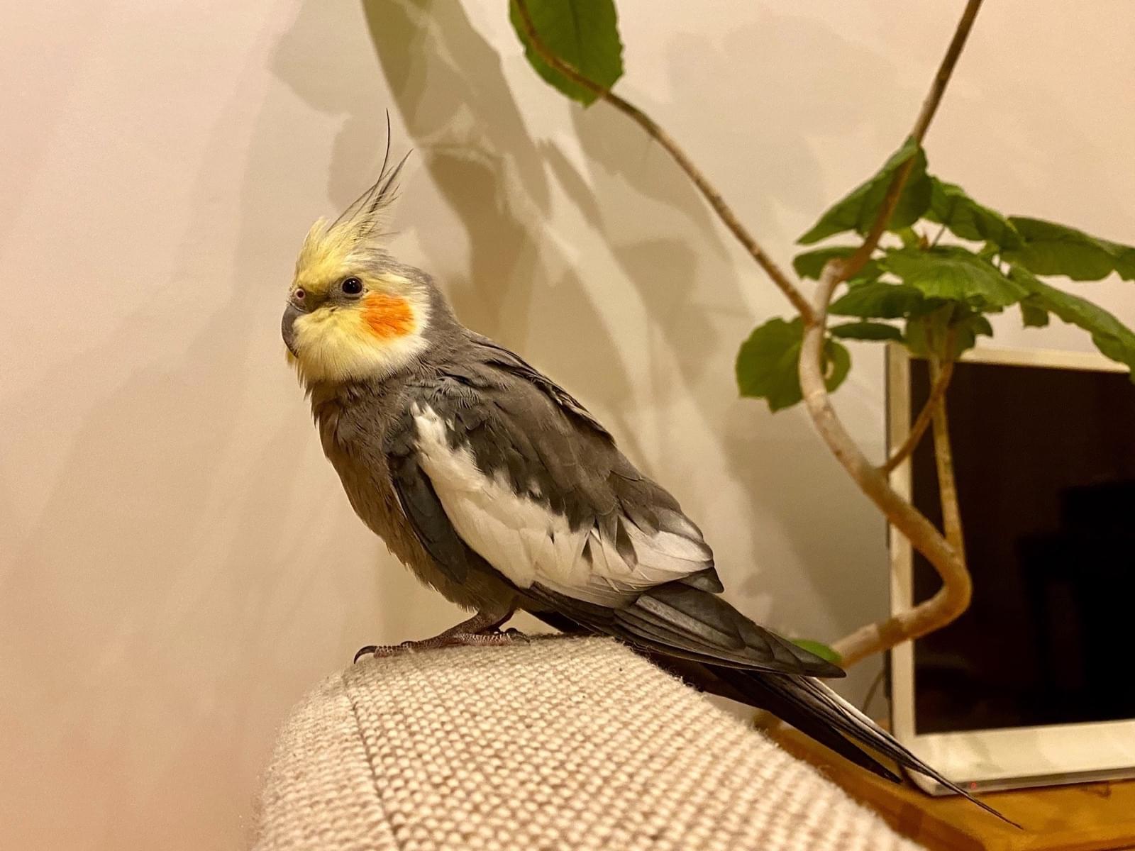 保護された鳥 保護された鳥