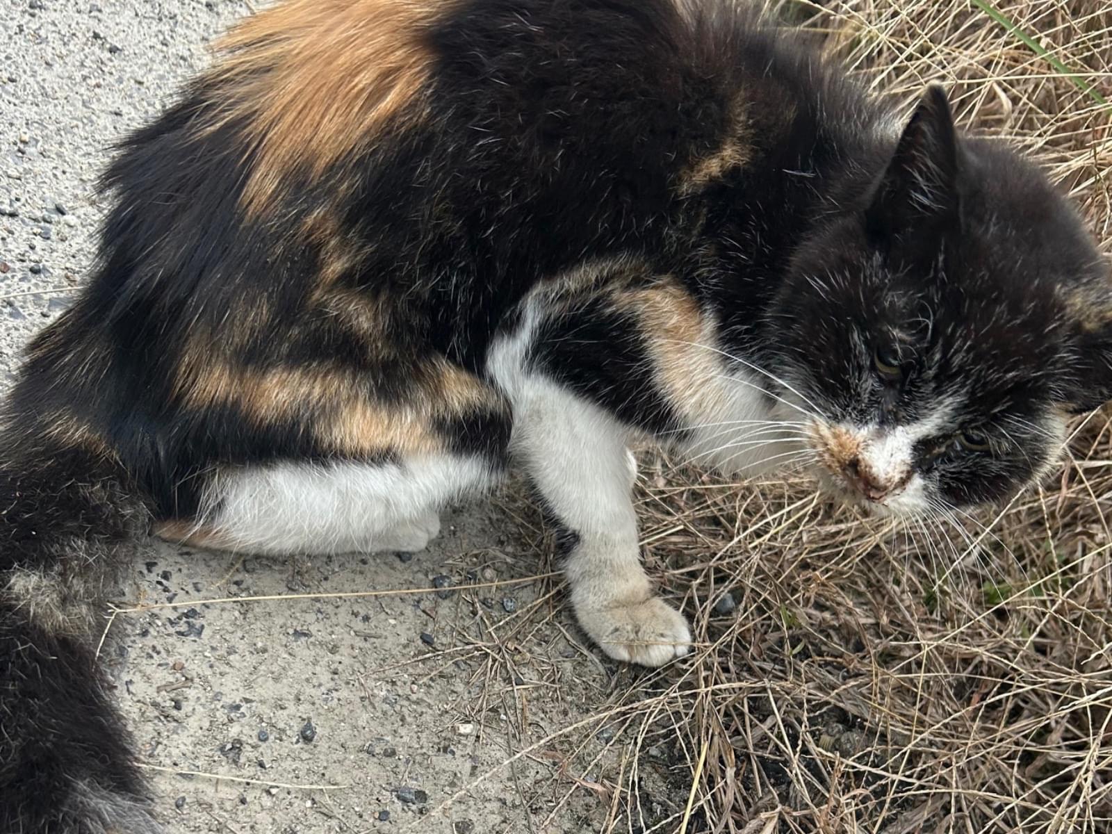 目撃された猫 目撃された猫
