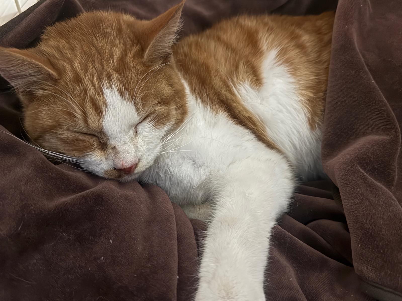 保護された猫 保護された猫