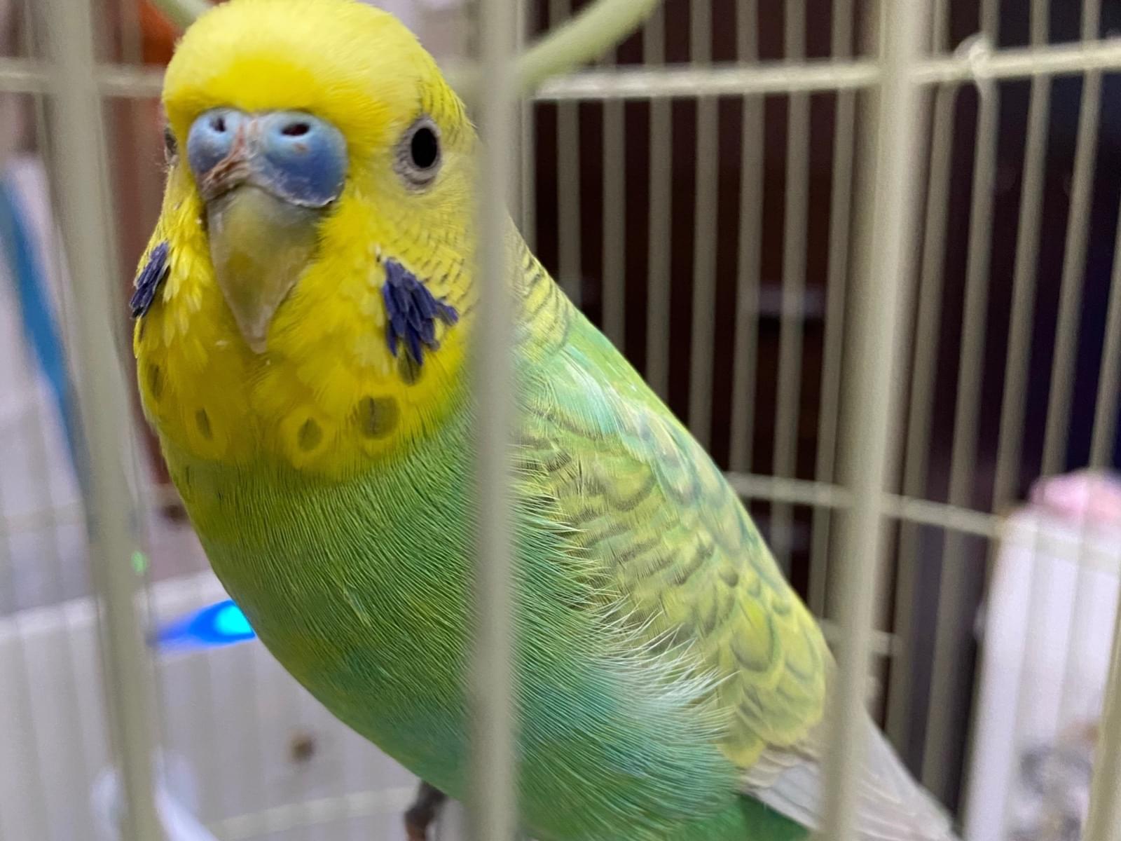 保護された鳥 保護された鳥