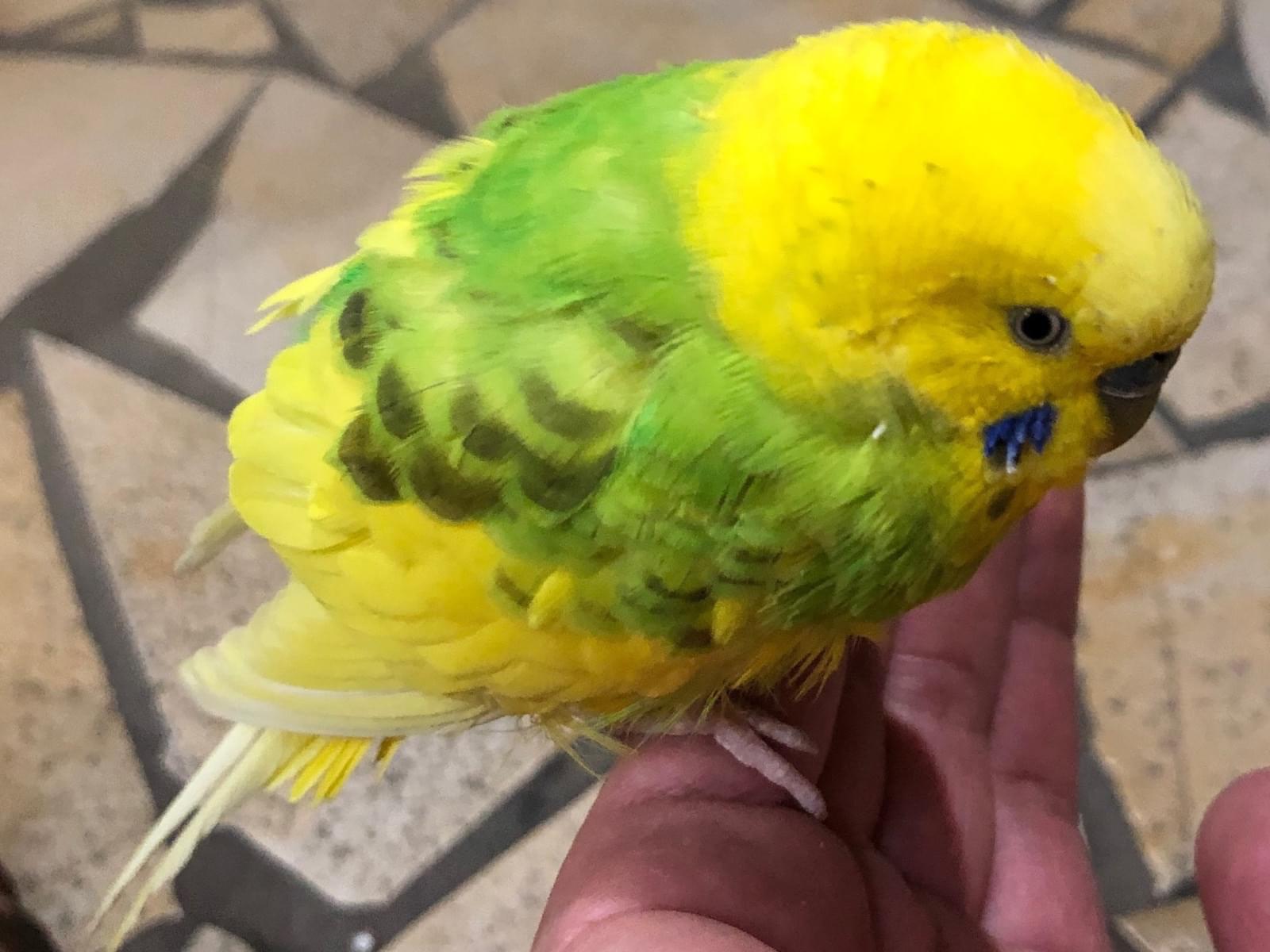 保護された鳥 保護された鳥