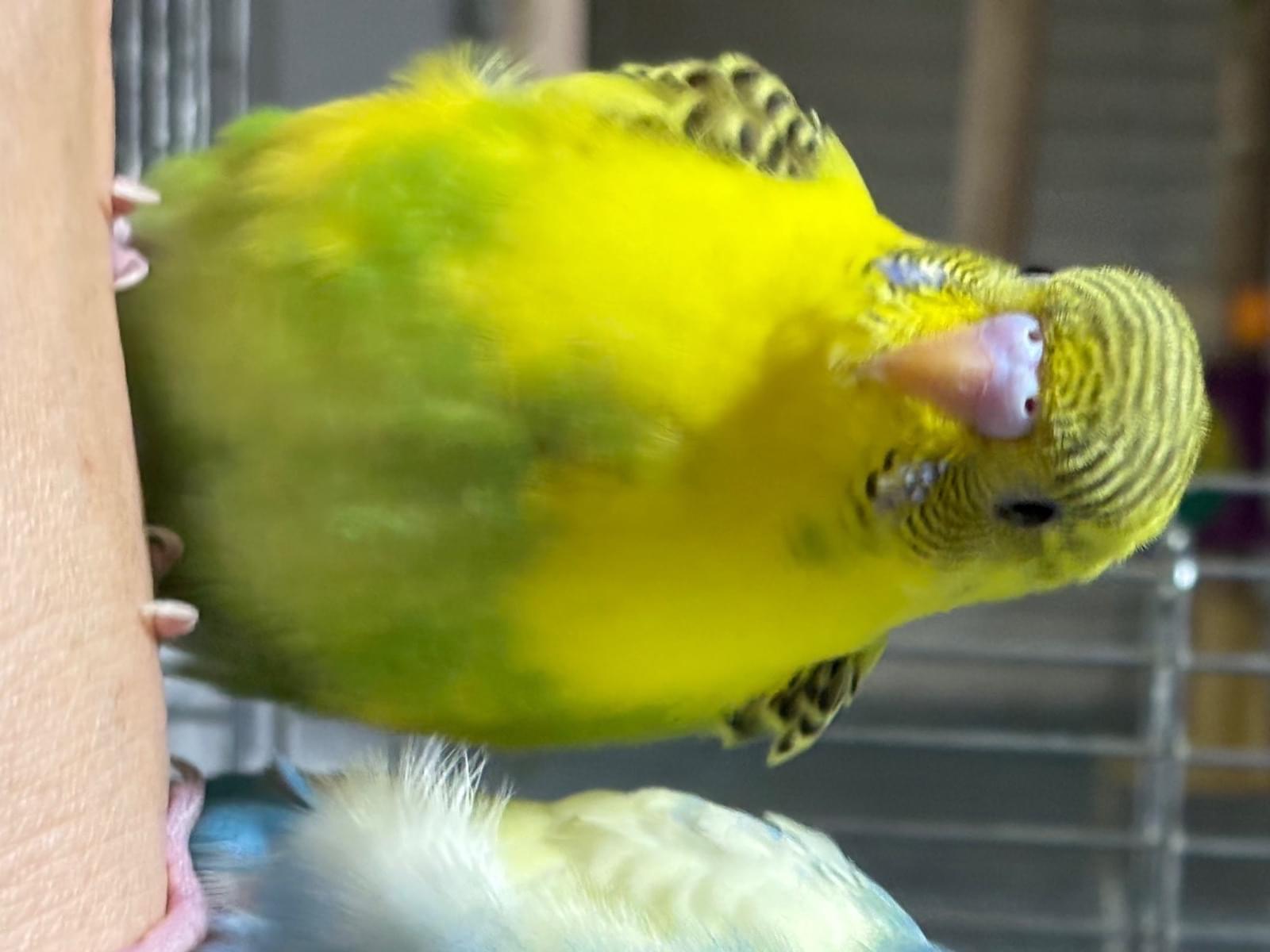 づらちゃん づらちゃん