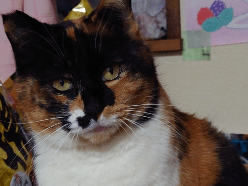 シンゲンちゃん シンゲンちゃん