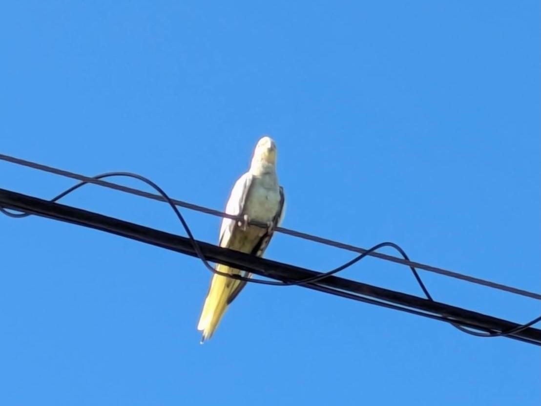 目撃された鳥 目撃された鳥