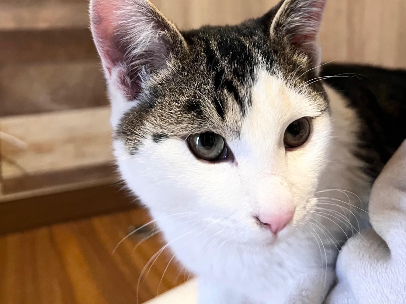 保護された猫 保護された猫