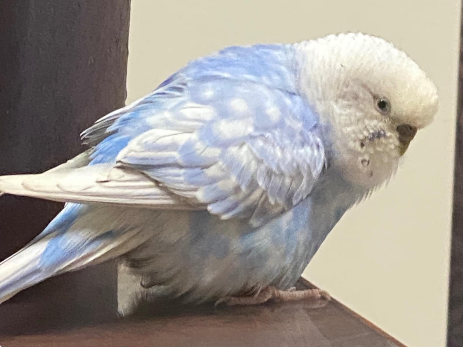 そらちゃん そらちゃん