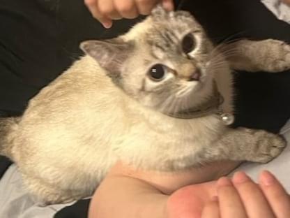 おもちちゃん おもちちゃん