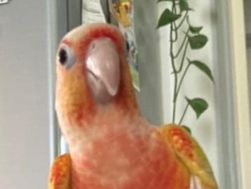 保護された鳥 保護された鳥