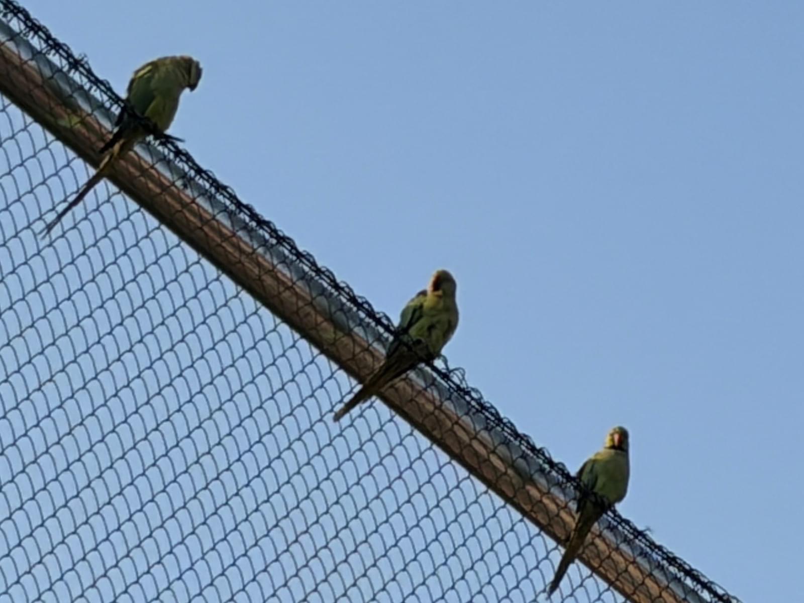 目撃された鳥