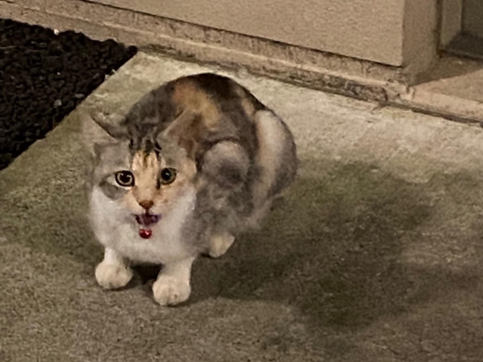 目撃された猫 目撃された猫