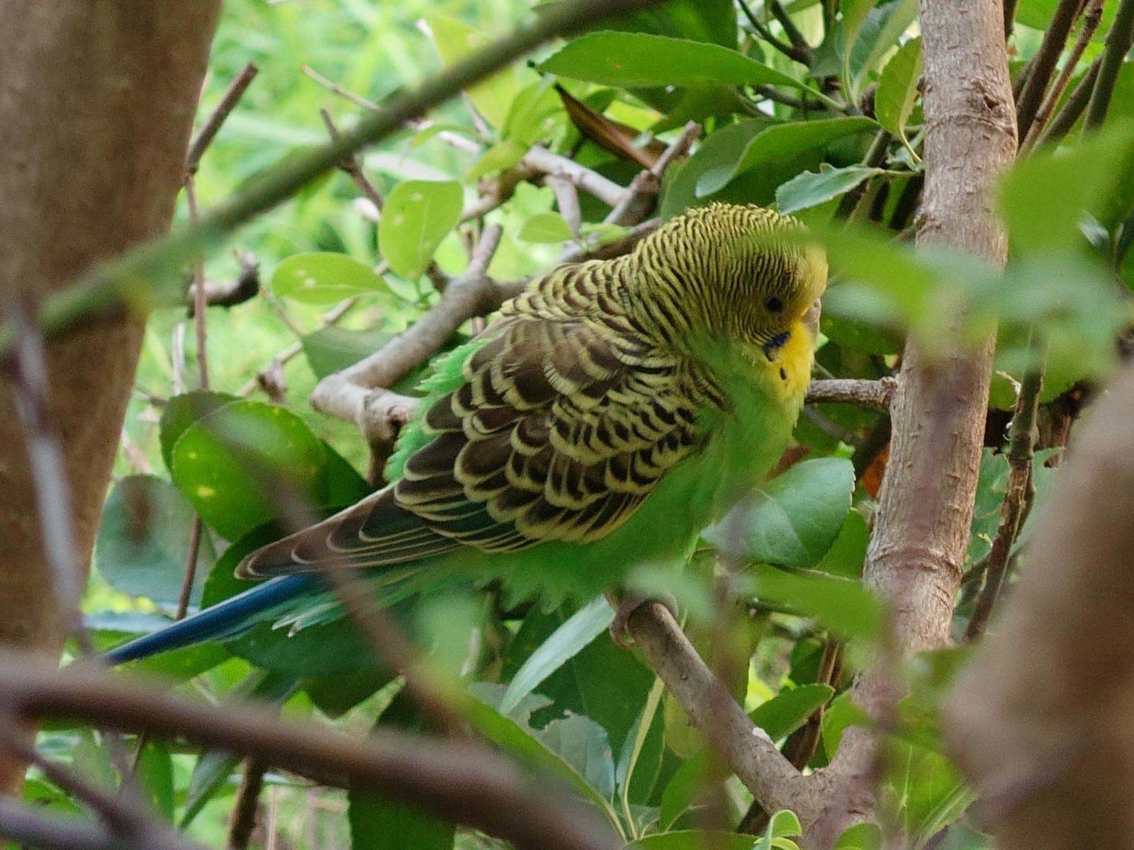 目撃された鳥 目撃された鳥