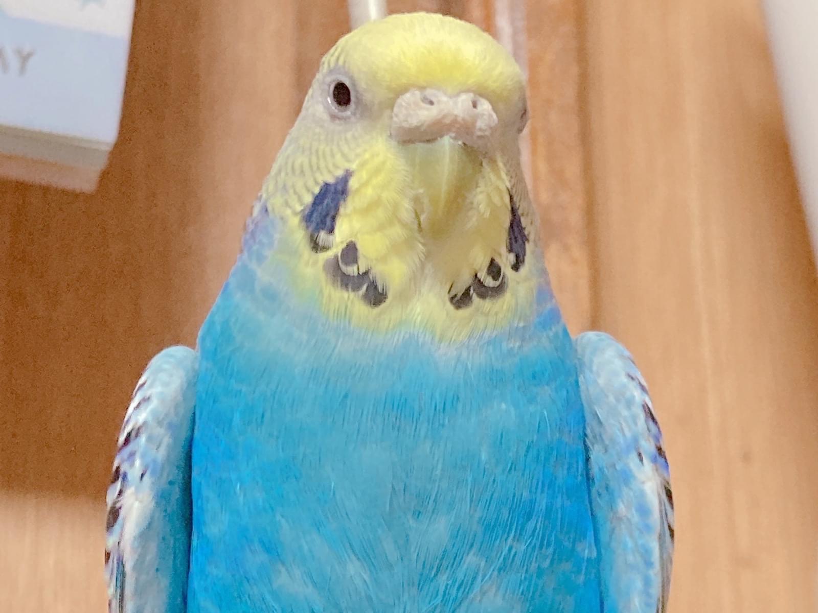 ピッチちゃん ピッチちゃん