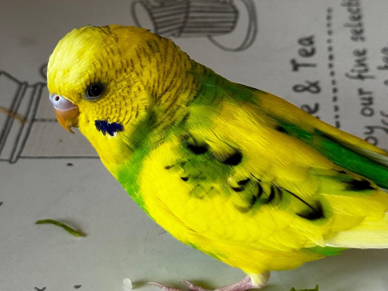 保護された鳥 保護された鳥