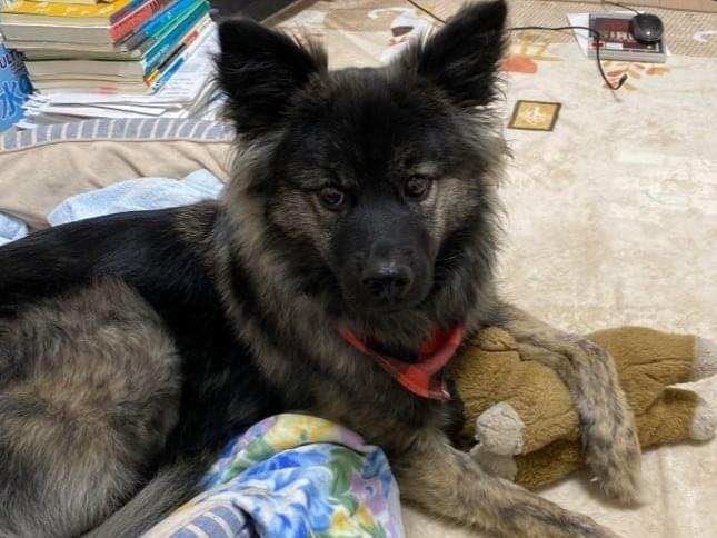保護された犬 保護された犬