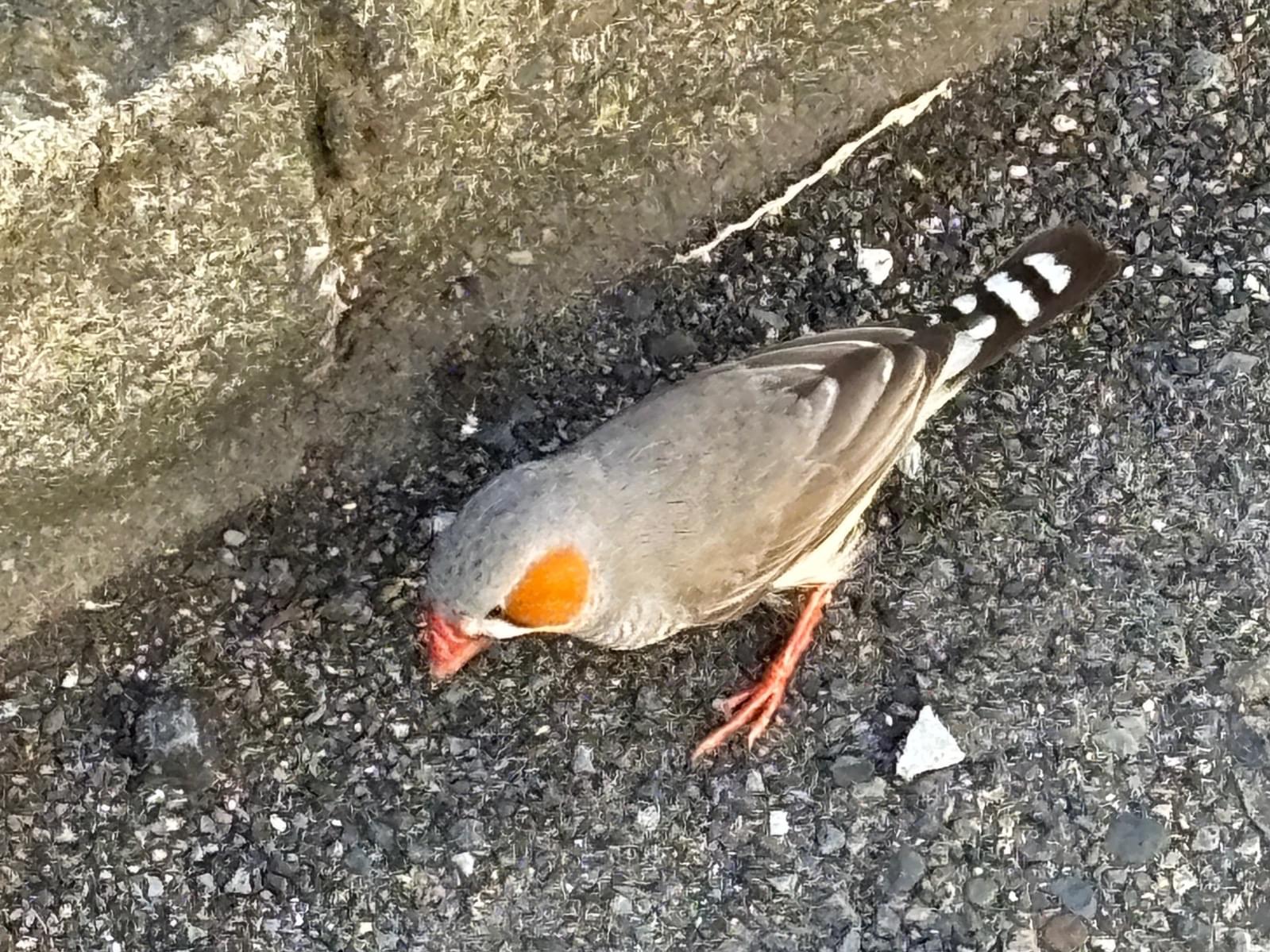 目撃された鳥 目撃された鳥