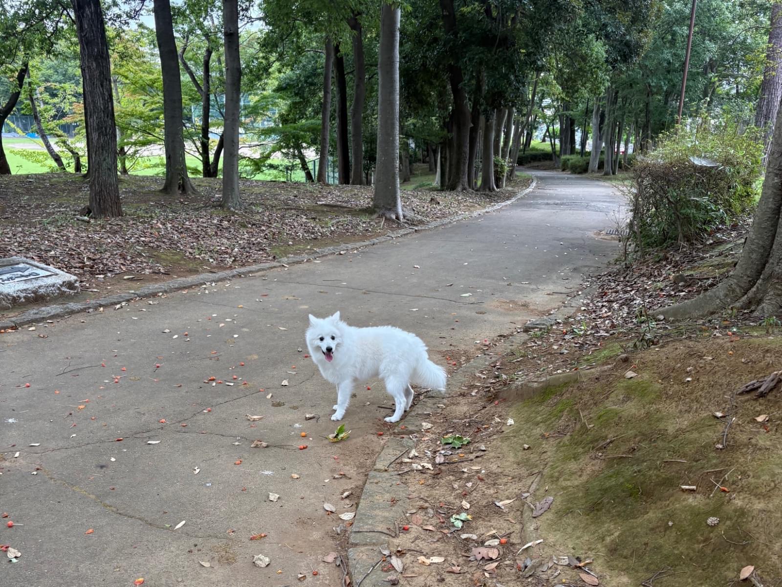 目撃された犬 目撃された犬