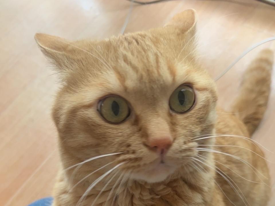 チャコちゃん チャコちゃん
