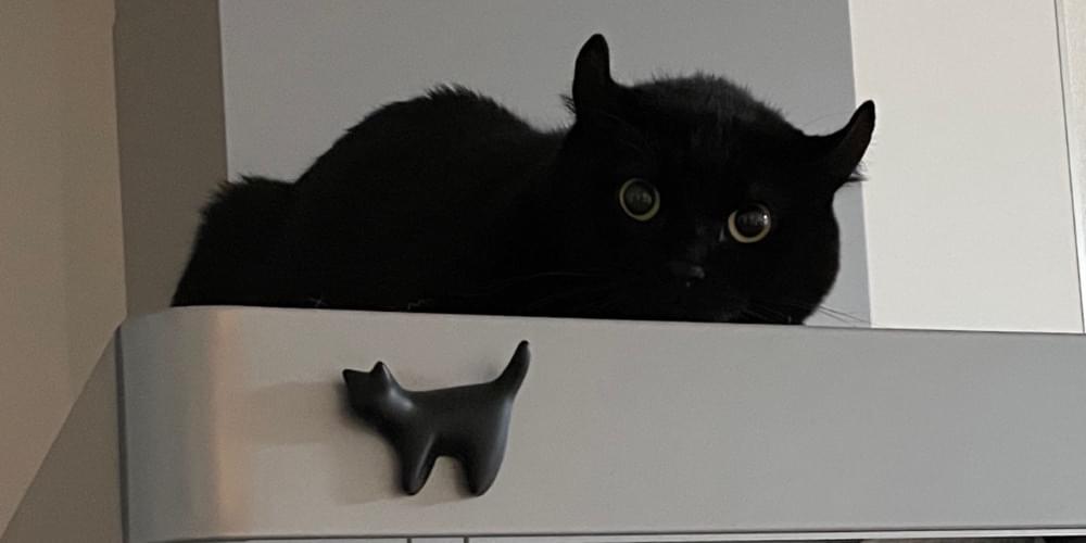 猫探し:コウモリような耳