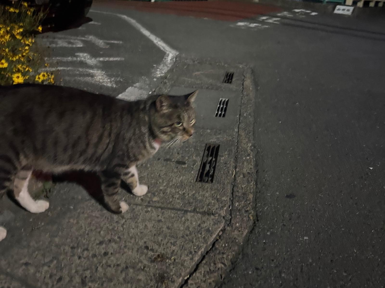 目撃された猫