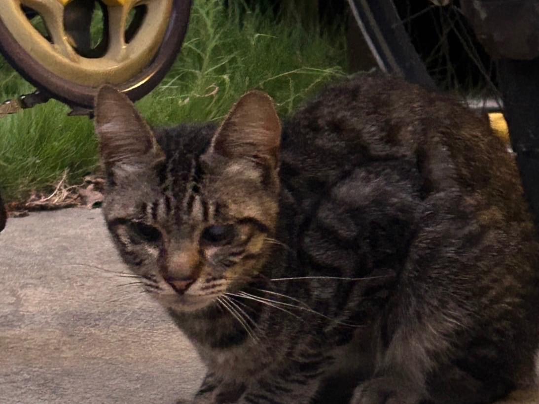 目撃された猫 目撃された猫