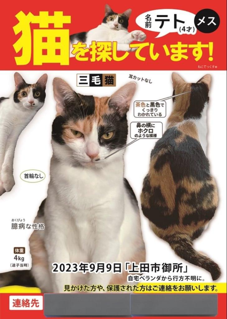 三毛猫~断捨離中~（感謝） 酷暑の中の保護猫たち、失踪事件を引き起こす Cats surviving
