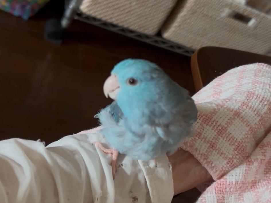 ももちゃん ももちゃん