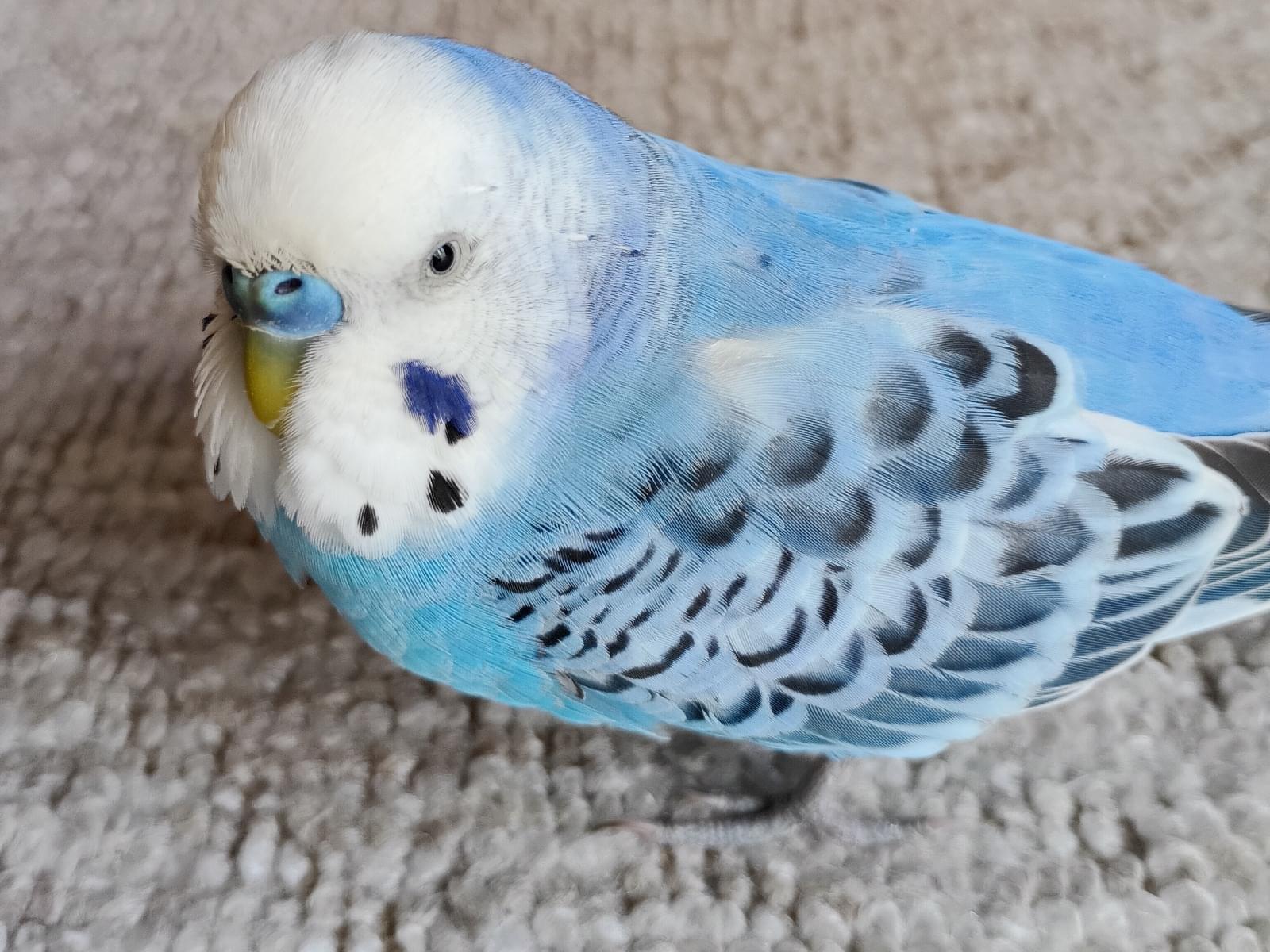 ピーちゃん ピーちゃん