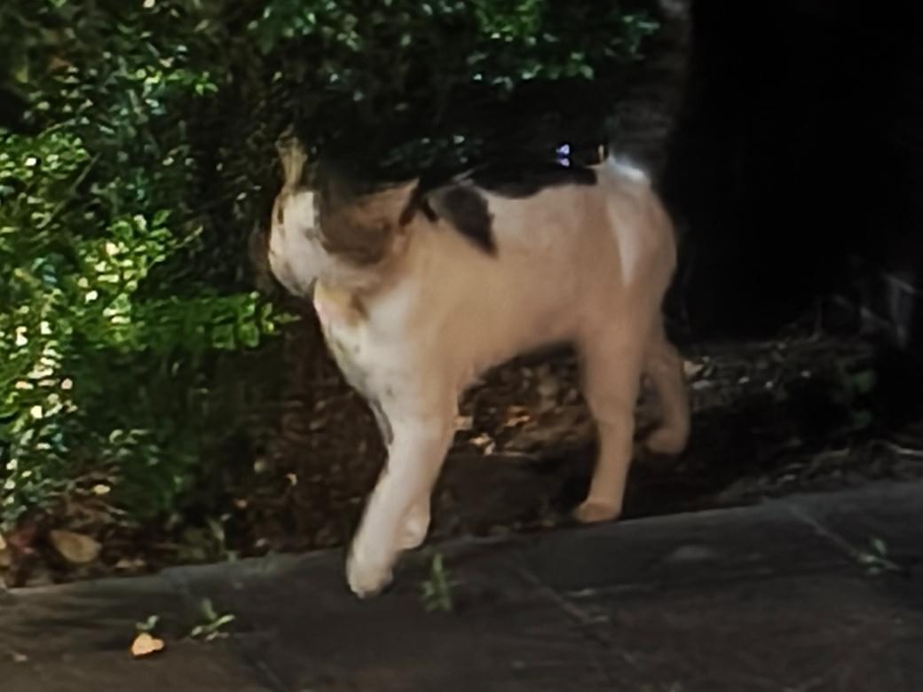 目撃された猫 目撃された猫
