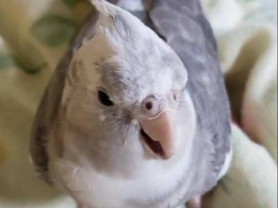 アリスちゃん アリスちゃん