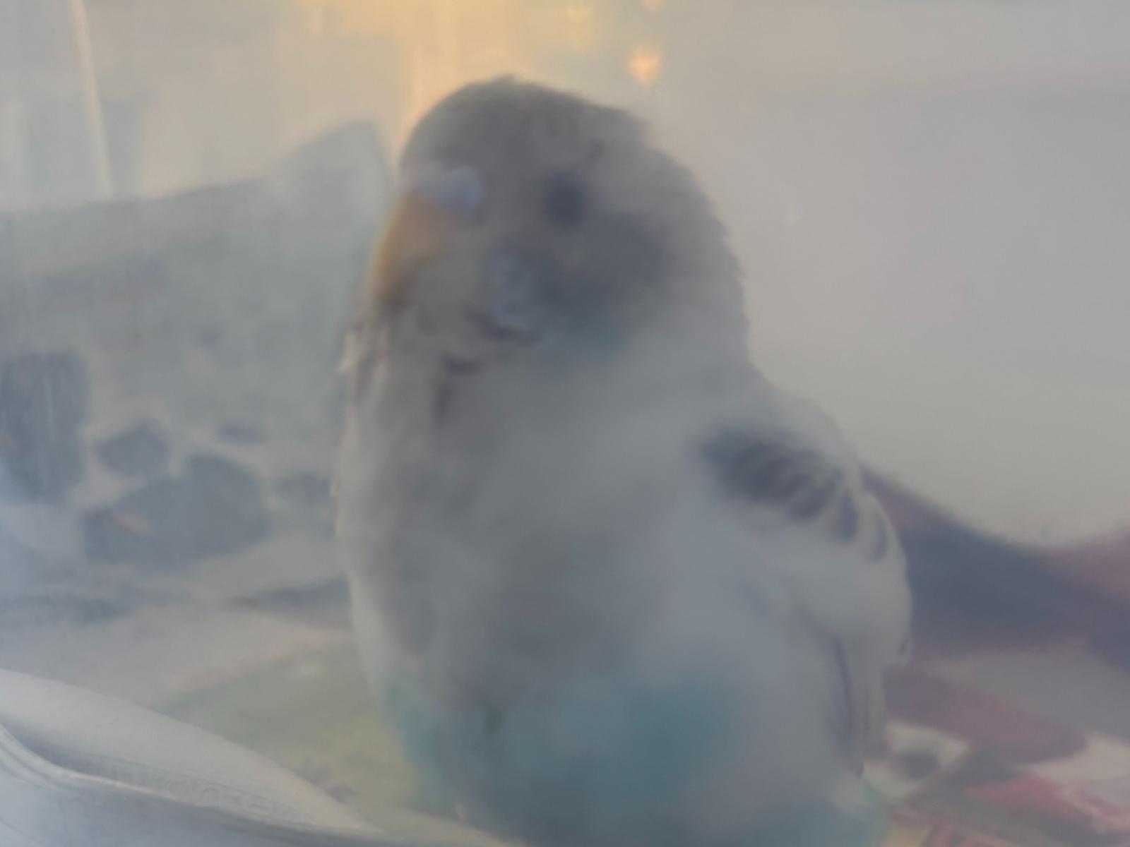 保護された鳥 保護された鳥
