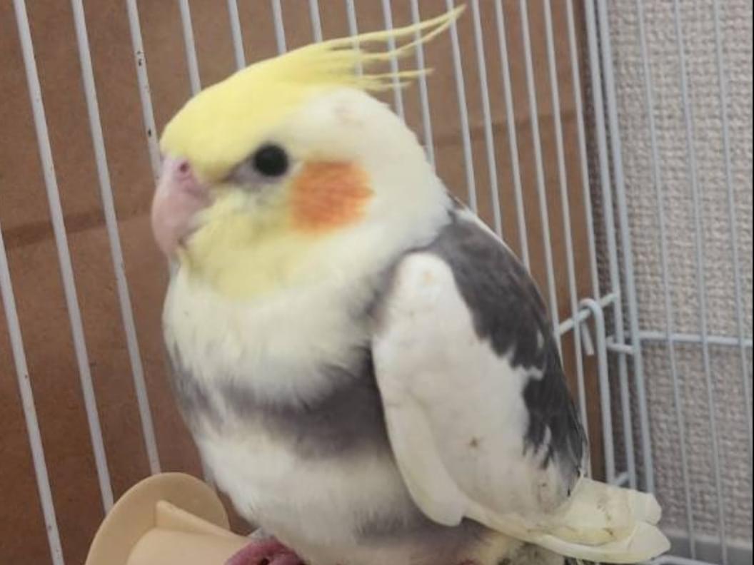ぴーちゃん