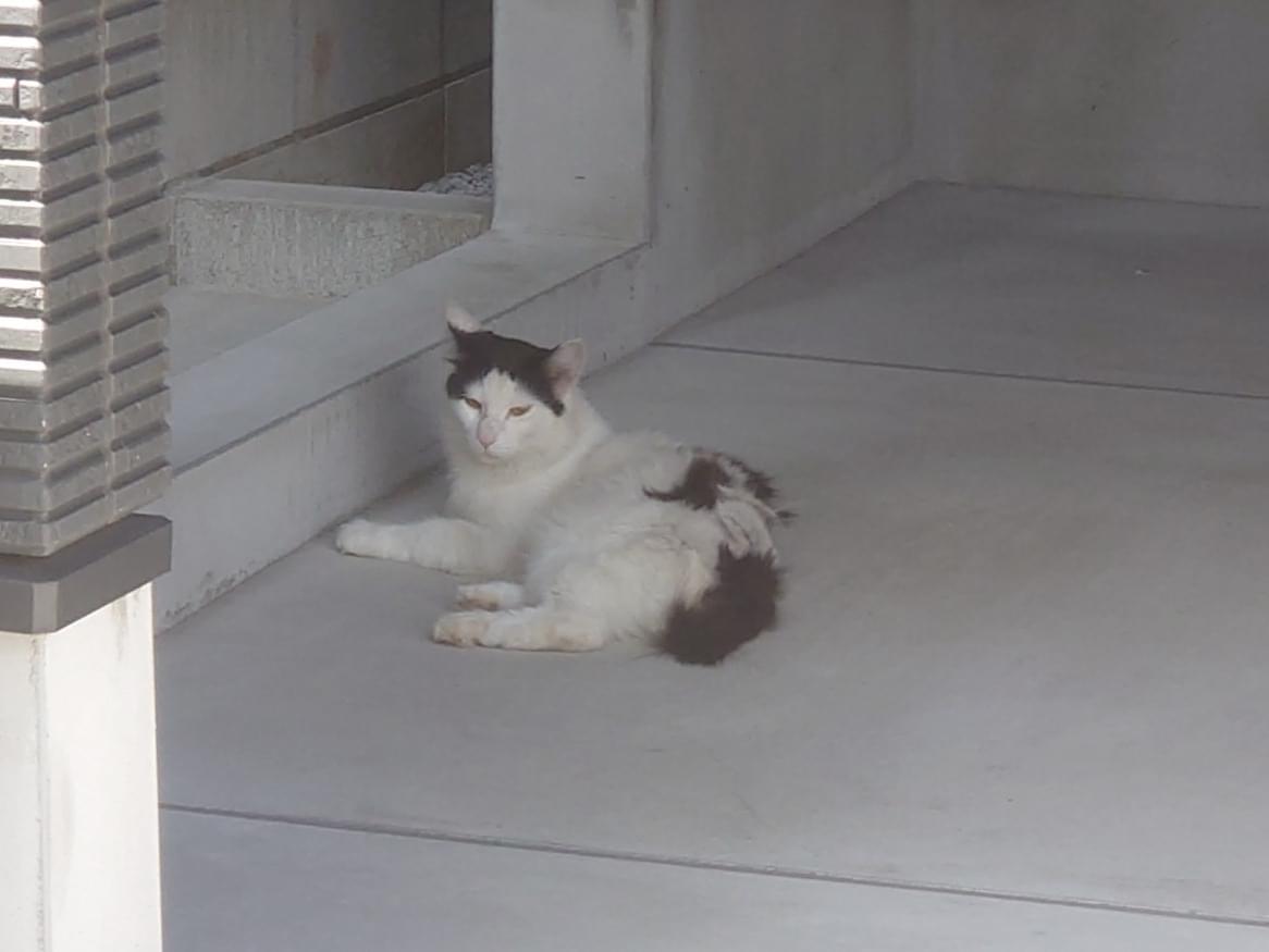 目撃された猫 目撃された猫