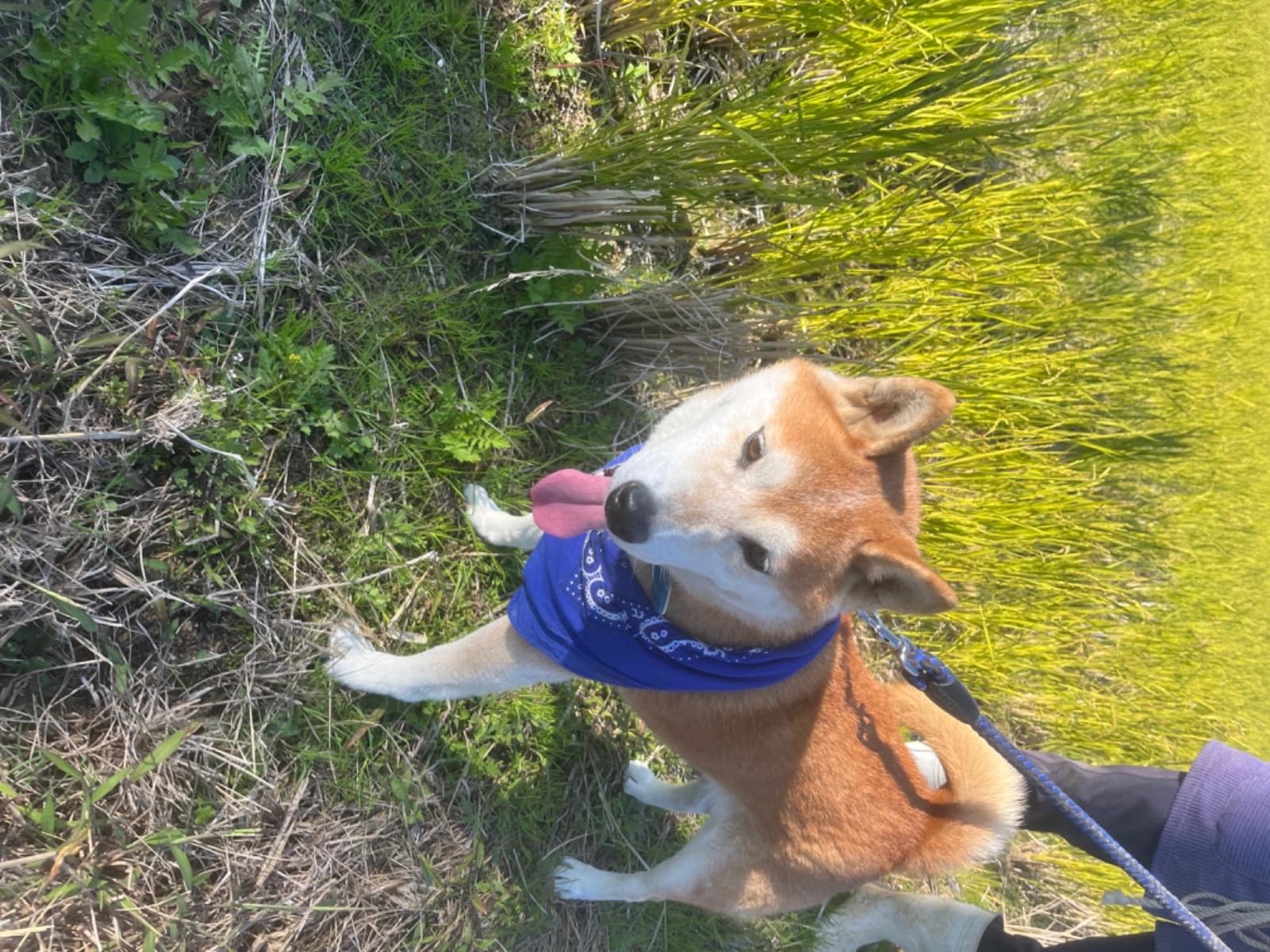 保護された犬 保護された犬